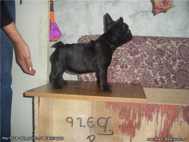http://my-love-dog.ucoz.ru/_ph/7/2/814618695.jpg